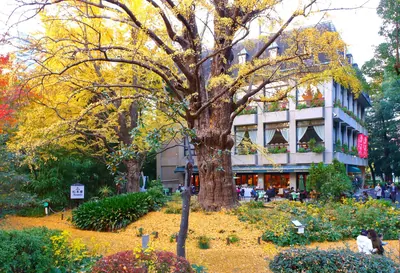 Risky Ginkgo