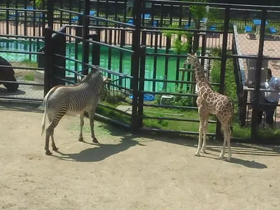 Kyoto City Zoo
