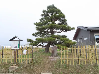 Fudakake Pine Tree