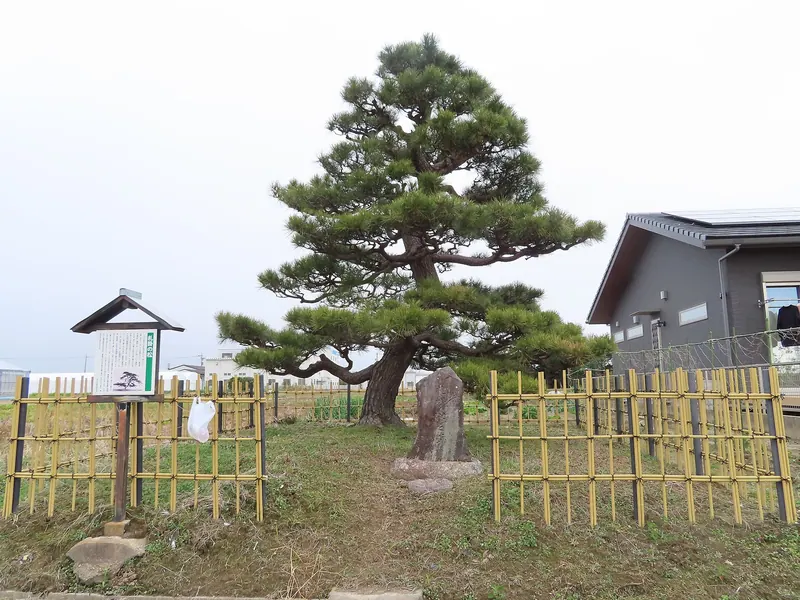 Fudakake Pine Tree