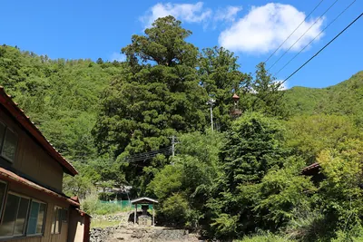 Shoji-no-Osugi