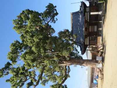 Kannon-ji Temple