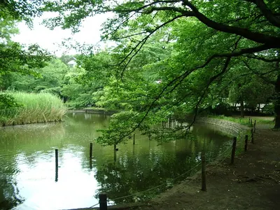 Zenpukuji Park