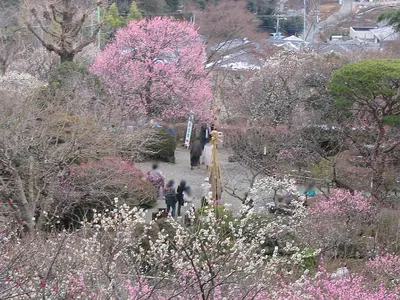 Mogusaen Garden