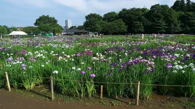 Kitayama Park
