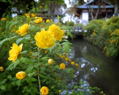 Matsunoo Taisha