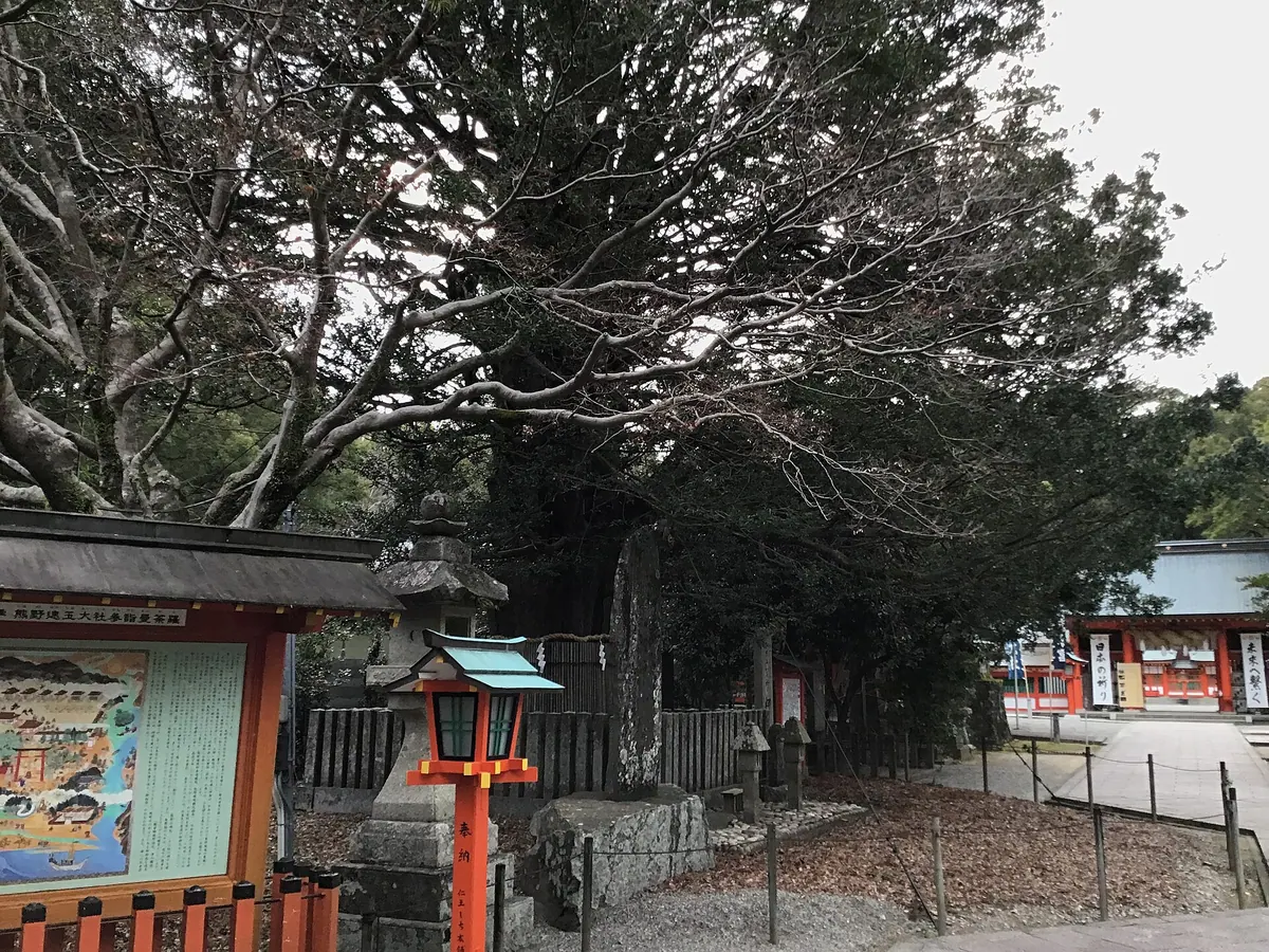 Sacred Nagi Tree of Kumano Hayatama Taisha