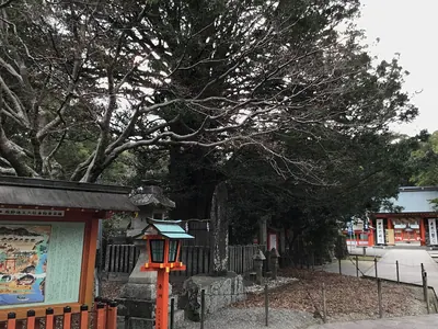 Sacred Nagi Tree of Kumano Hayatama Taisha