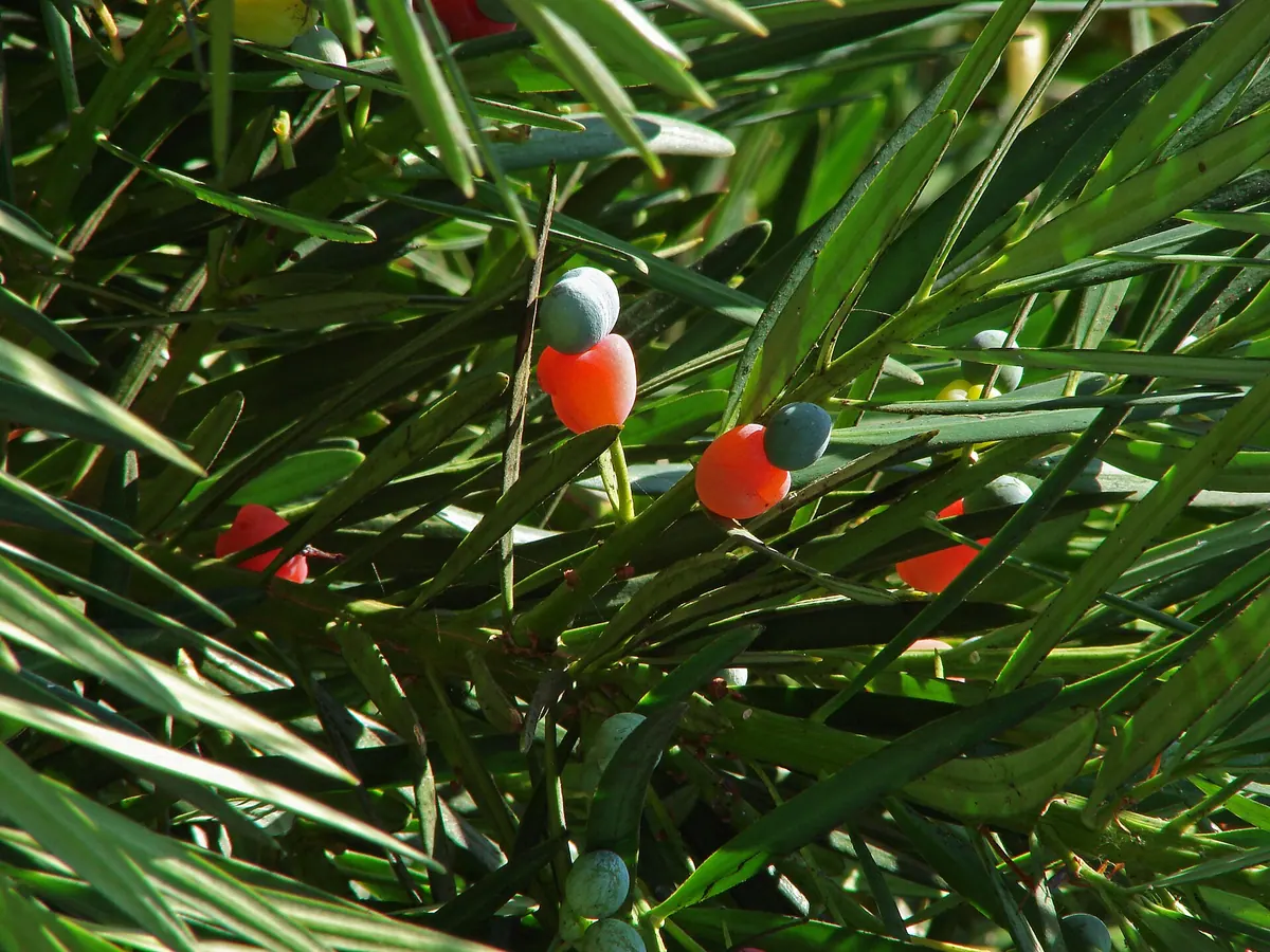 Tokyo University of Agriculture Botanical Garden