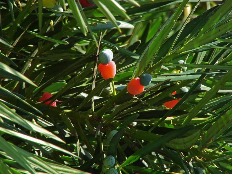 Tokyo University of Agriculture Botanical Garden