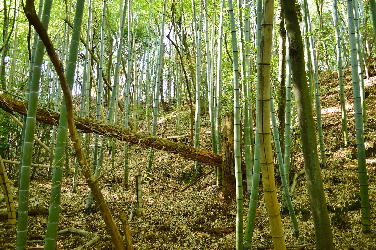 Isonokami Ōtsuka Kofun