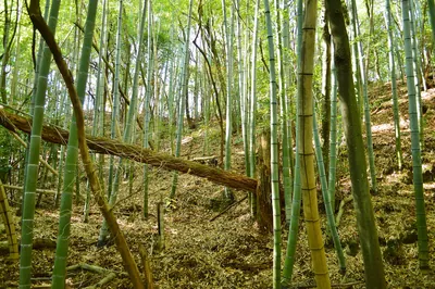 Isonokami Ōtsuka Kofun